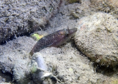Lepadogaster lepadogaster