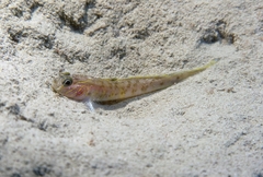 Lesueur's Goby photo 4