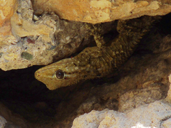 Tarentola mauritanica