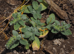 Heliotropium supinum