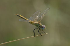 Sympetrum fonscolombii