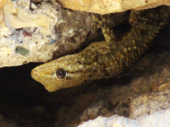 Tarentola mauritanica