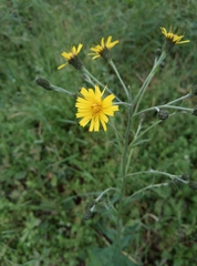 Hieracium sabaudum