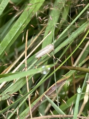 Athysanus argentarius