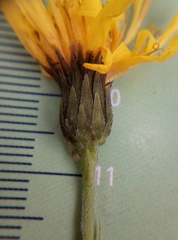 Hieracium sabaudum
