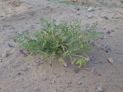 Astragalus allochrous