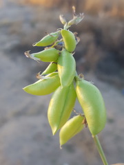 Astragalus allochrous