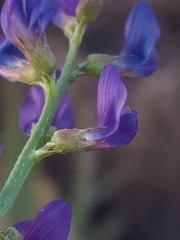 Astragalus allochrous