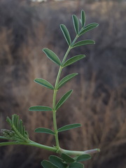 Astragalus allochrous