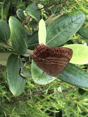 Abisara echerius