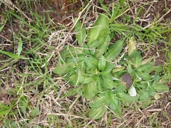 Tracheophyta