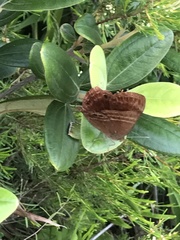 Abisara echerius