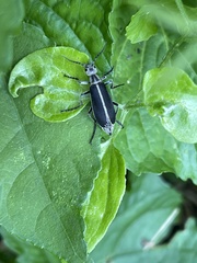 Epicauta cinerea-group