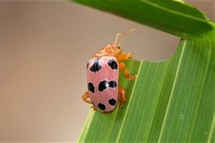 Podontia affinis