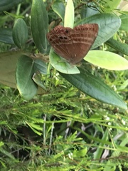 Abisara echerius