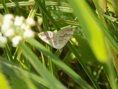 Scotopteryx