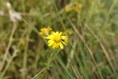 Senecio pinnatifolius alpinus
