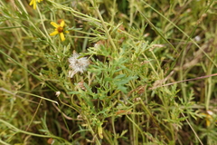 Senecio pinnatifolius alpinus