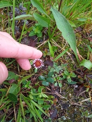 Erigeron humilis