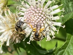 Halictus