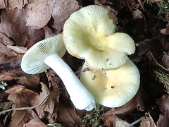 Russula solaris