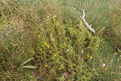 Senecio pinnatifolius alpinus