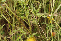 Senecio pinnatifolius alpinus