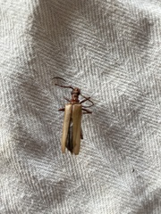 Centrodera decolorata