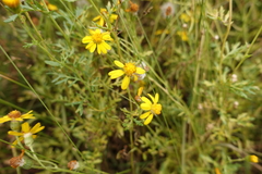 Senecio pinnatifolius alpinus