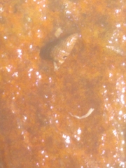 Ilyanassa trivittata