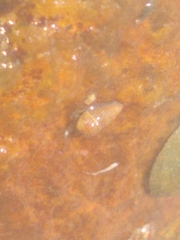 Ilyanassa trivittata