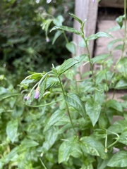 Epilobium adenocaulon