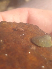 Ilyanassa trivittata