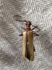 Centrodera decolorata