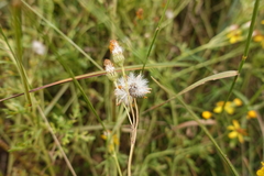 Senecio pinnatifolius alpinus