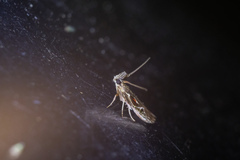 Pseudodavara haemaphoralis