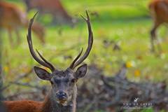 Cervus elaphus italicus