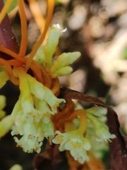 Cuscuta cephalanthi