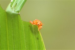 Podontia affinis