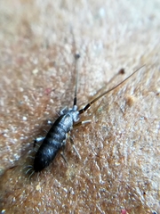 Pogonognathellus longicornis