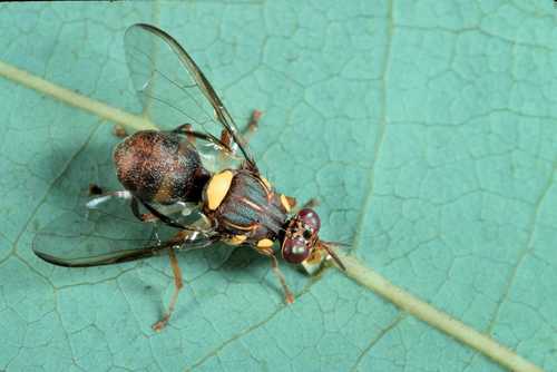 Dacus durbanensis