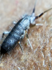 Pogonognathellus longicornis