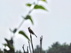 Parayuhina diademata