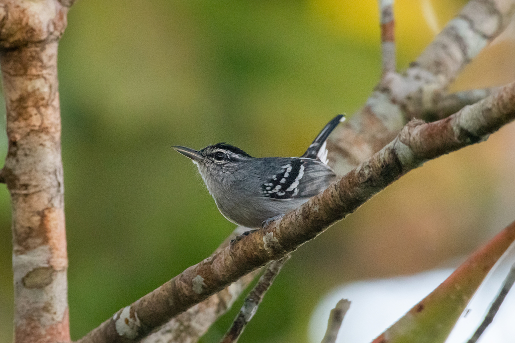 Dugand's Antwren photo
