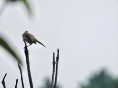 Parayuhina diademata