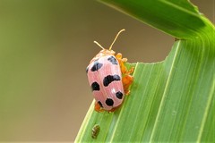 Podontia affinis