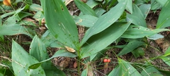 Convallaria majalis