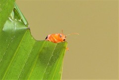 Podontia affinis