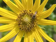 Halictus