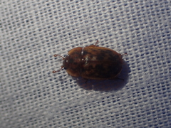 Soronia punctatissima